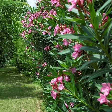 Podere I Gigli Farm stay Castiglion Fiorentino