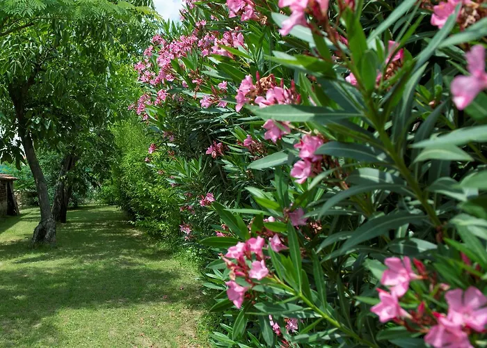 Podere I Gigli 农家乐 卡斯蒂里昂·菲奥伦蒂